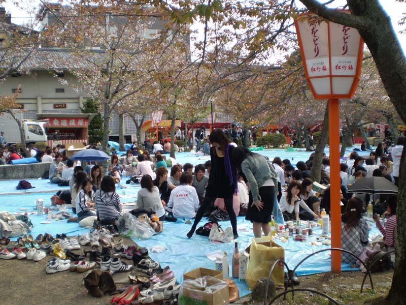 Cherry blossom viewing